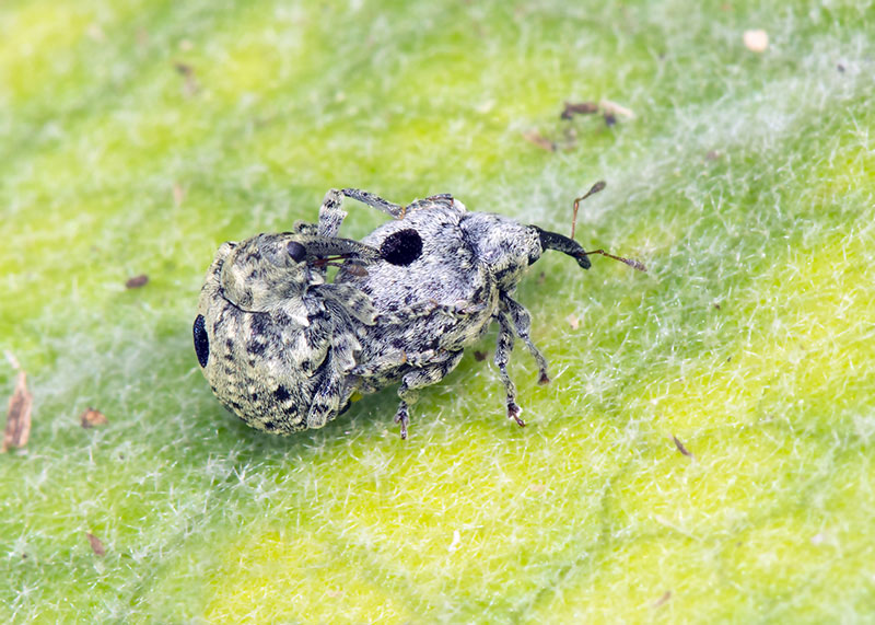 Curculionidae: Cionus hortulanus?